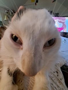 Innehåller en bild av: cute funny cats